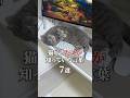 猫好きだけが知ってる言葉7選🤣 #猫 #ねこ #猫動画 #ねこ動画 #猫あるある #猫好きさんと繋がりたい #猫のいる暮らし #猫のいる生活 #cat #ねこのいる生活