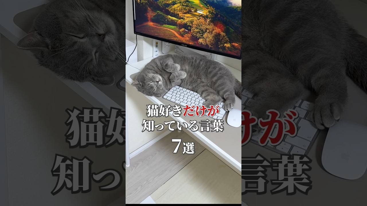 猫好きだけが知ってる言葉7選🤣 #猫 #ねこ #猫動画 #ねこ動画 #猫あるある #猫好きさんと繋がりたい #猫のいる暮らし #猫のいる生活 #cat #ねこのいる生活