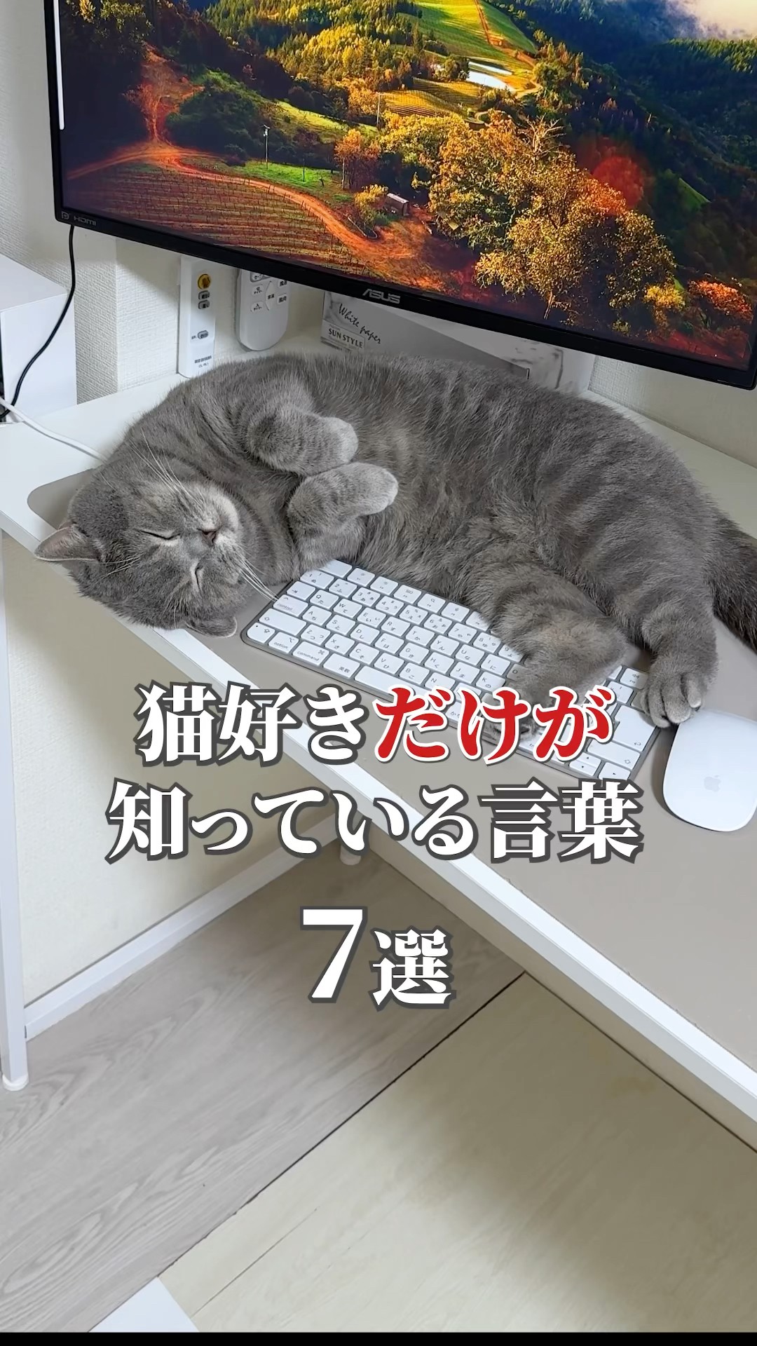 ねこある-猫との暮らしあるある - YouTube