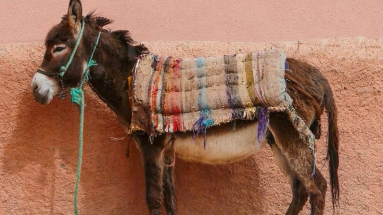 Поклажа на животных. Поклажа на животных. Вьючный осел. Поклажа на животных. Вьючный транспорт.