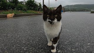 気になって近づいてきたけどヤッパ怖気づいて逃げていく子猫