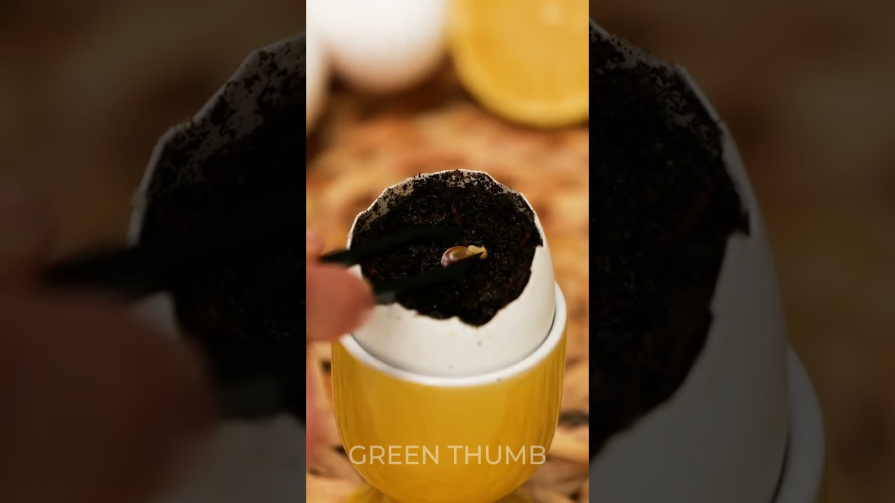 Repurpose Leftovers into Beautiful House Plants 🌿