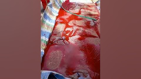 Túi cước ngâm lúa giống