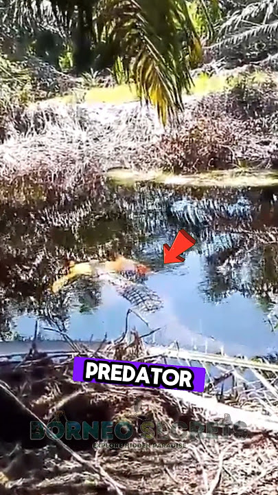 Bertemu Gorgon di kebun sawit #shrots #predator #buaya