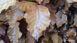 Common Beech (Fagus sylvatica) - leaves close up - November 2017
