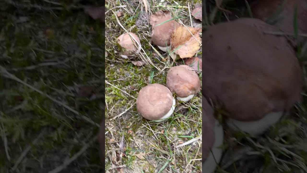 #mushroomforaging