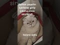 #cat #kedivideoları #komikkedivideoları #catshorts #kedivideosu #cats #kedi