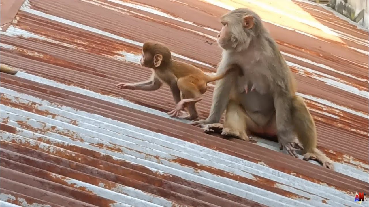 Cute baby monkey playing and feeding with its mother | funny monkey ...
