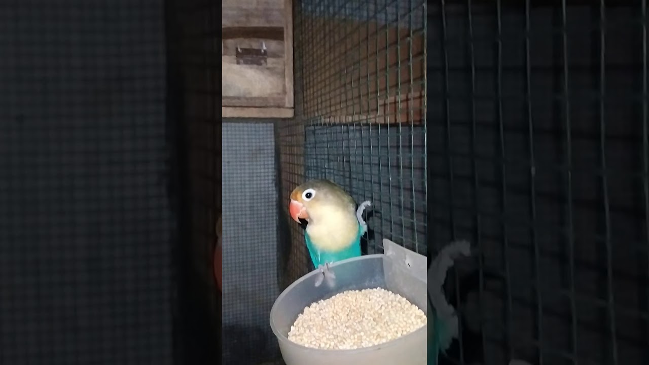 HASIL TERNAK BURUNG LOVE BIRD ( umur 4bln ) 