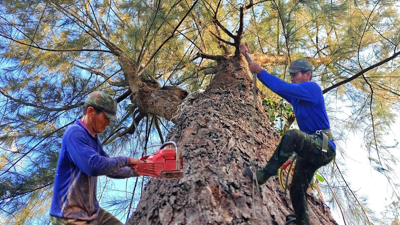 Cưa cây Dương ( Phi Lao ) To Siêu Cứng ở Kiên Lương. 
