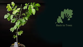 Samanea saman (Rain tree): 365 days time-lapse - from seed to bonsai