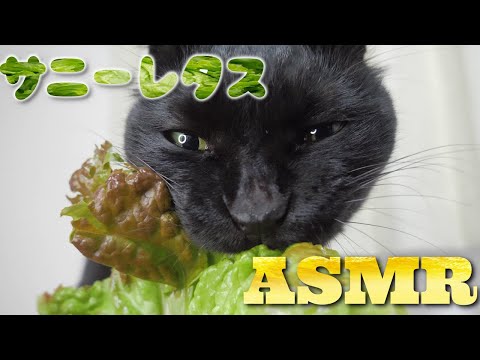 【ASMR】レタスをムシャムシャ食べる猫の咀嚼音???Cat Eating Red Leaf Lettuce