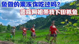 Can Fish Make Jello? Miao Sister Takes Me Fishing in the Fields, Rural Life is So Relaxing
