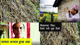 अब चामल अभाव हुन्छ: कृषि विकास निर्देशनालय || Badhima dhan|| Kailali badhi|| Chamal avaw ||