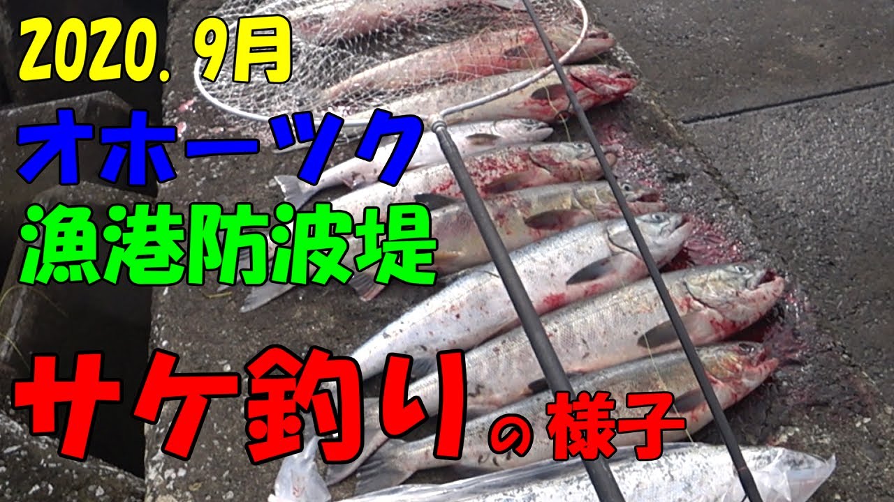 9月 オホーツク 漁港防波堤 サケ釣りの様子 Youtube 9月 オホーツク 漁港防波堤 サケ釣りの様子 Youtube
