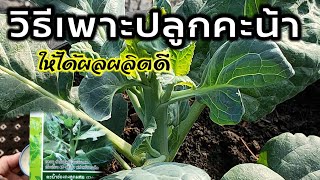 วิธีปลูกคะน้าไว้กินเองแบบง่ายๆ🌱 ให้ได้ผลผลิตดี💥