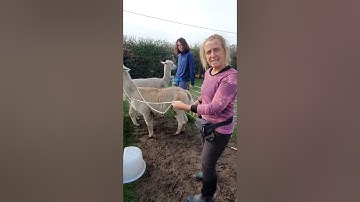 How to Halter an Alpacas (part 1)