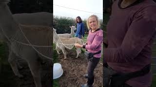 How to Halter an Alpacas (part 1)