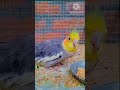 #rangeen #birds #short video#trendingvideo #sanjeev