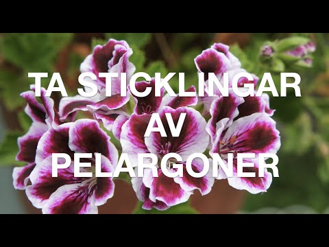 Video: Övervintrande pelargonplanta - Hur man håller pelargoner över vintern