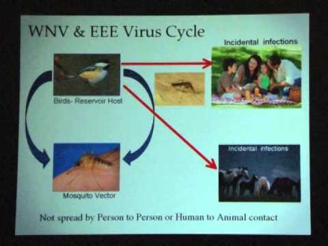 official secrets DPH Mosquito Presentation