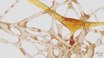 PHYSARUM POLYCEPHALUM VIDEO PRAGUE EXHIBITION