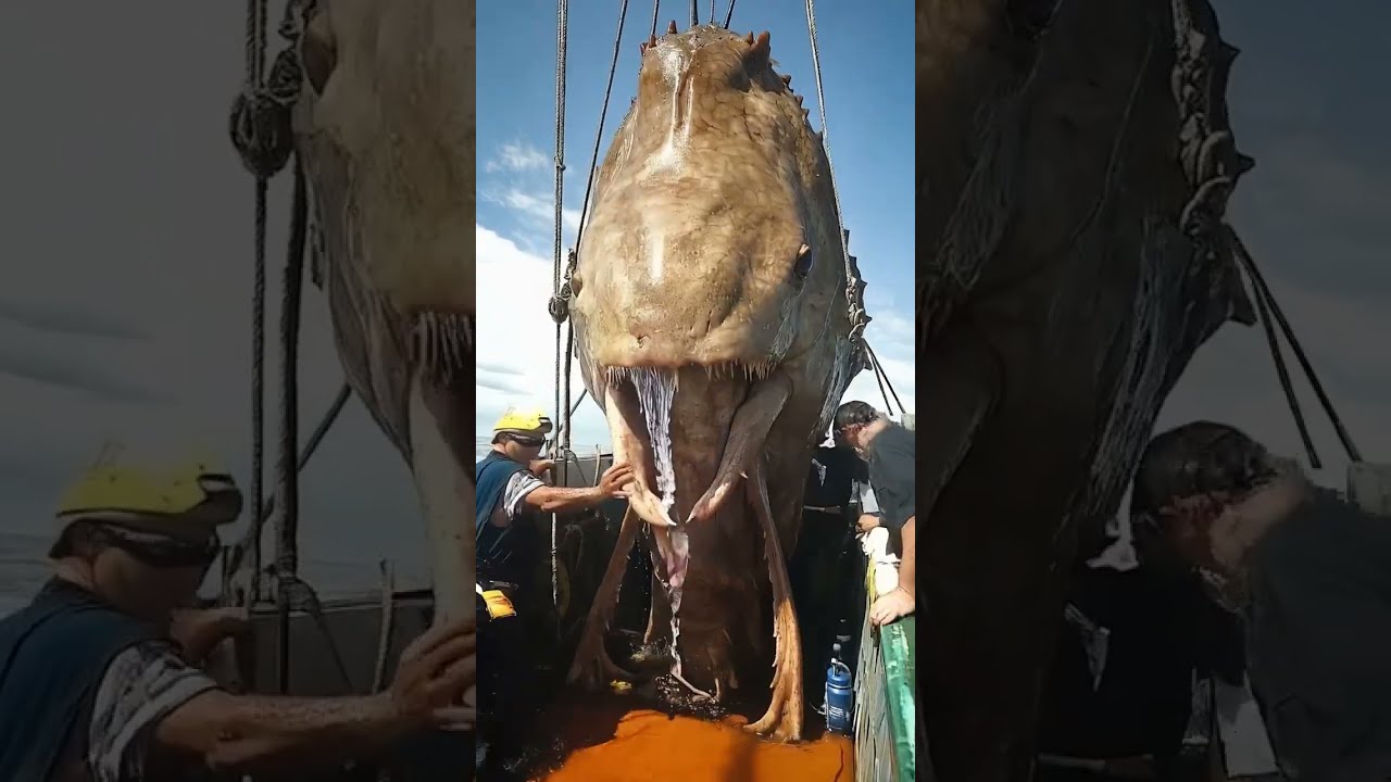Giant Sea Creatures EXPOSED By Fishermen 