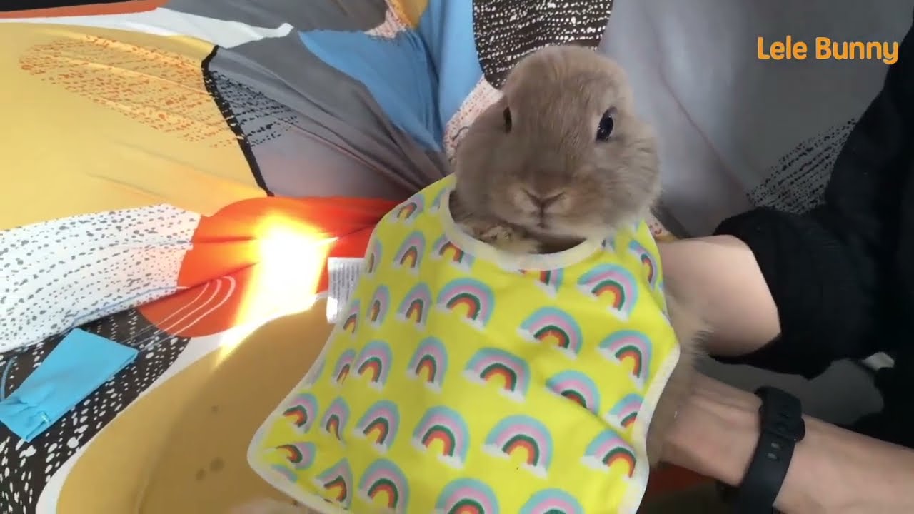 If you love bunny, love this one.bunny# cute animal# The DoDo# Dog 