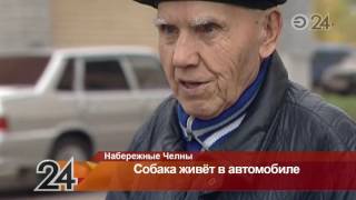 В Н.Челнах хозяева собаки на несколько дней оставили ее в машине В Н.Челнах хозяева собаки на несколько дней оставили ее в машине