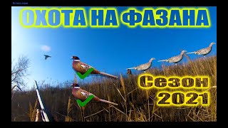 ОХОТА НА ФАЗАНА!!! ТРИ ВЫЛЕТА ЗА 30 СЕКУНД!!!