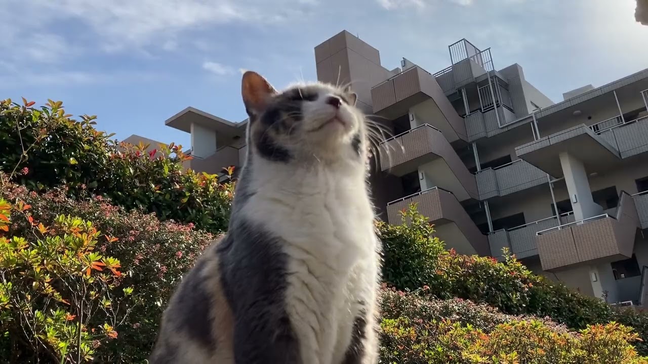 おやつへの道🍭🐈#310