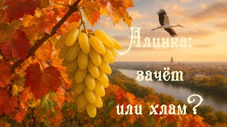 картинка: ГФ Алинка: зачёт или хлам?