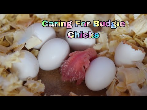 How To Prepare / Care For Budgie Chicks