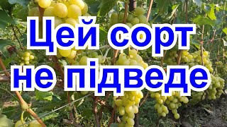 Стабільний врожайний  виноград.