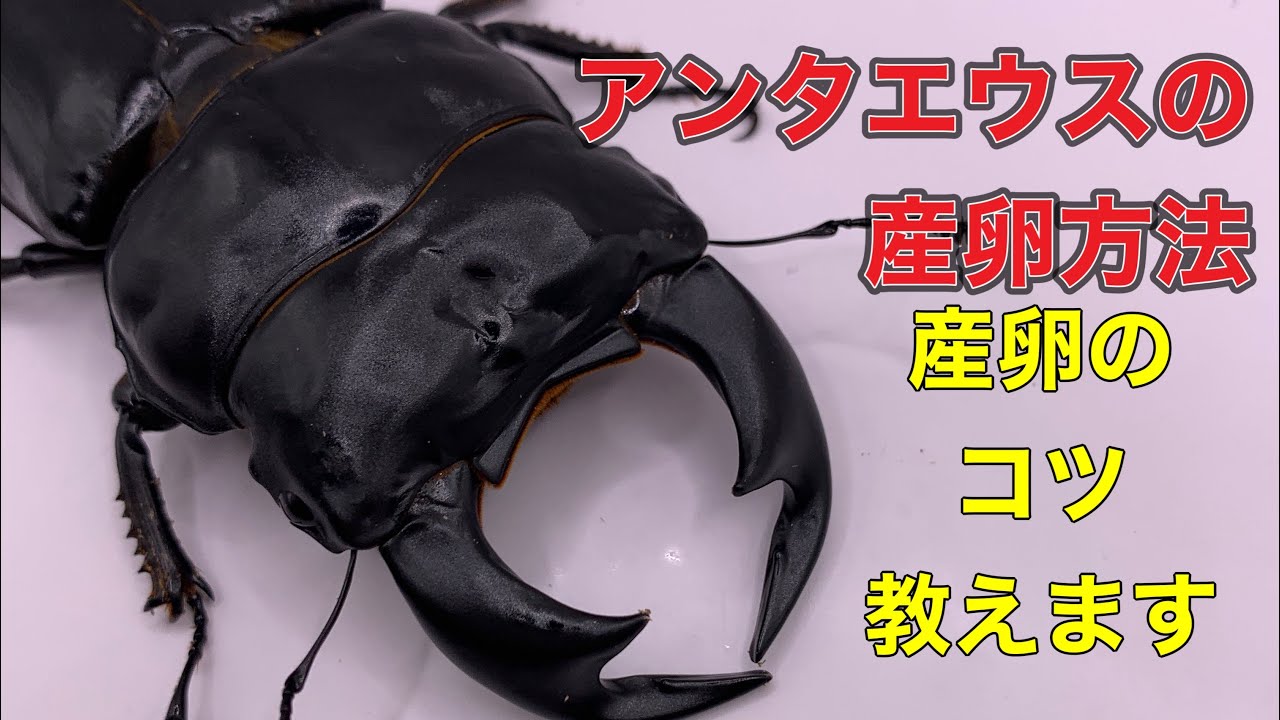 【アンタエウス】コツを抑えて成功させる産卵セット