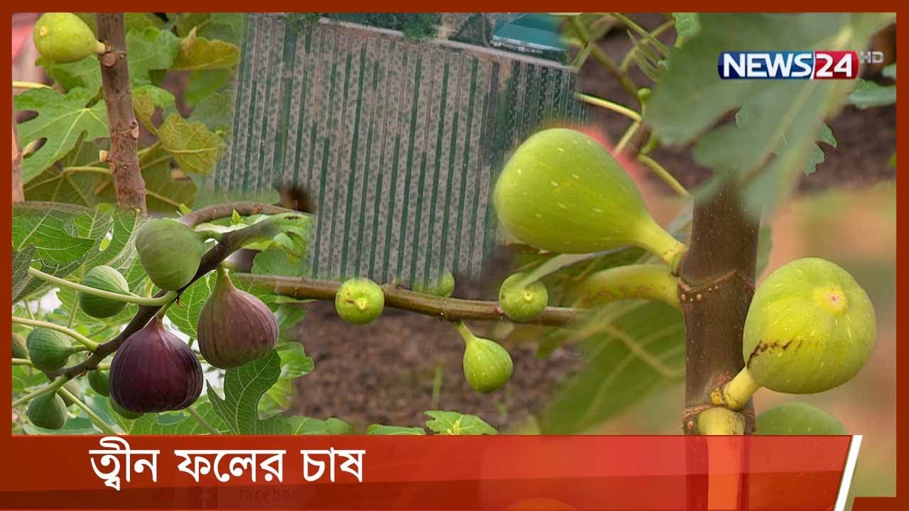 ত্বীন ফল চাষ গাজীপুরে | Fig | আমার কৃষি আমার খামার | 4Jun.21 | Fig Cultivation in Bangladesh