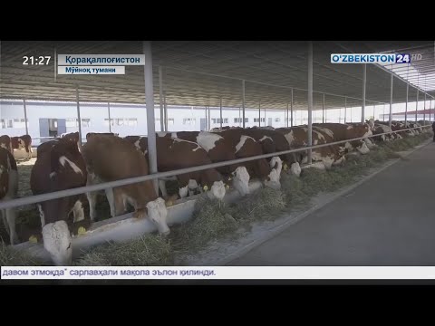 Video: Chorvachilik Populyatsiyasida Oyoq Va Og'iz Kasalliklarini Boshqarish