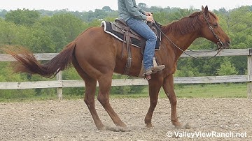 Gangsters Whiz Chic***For info, price, etc., go to our website: ValleyViewRanch.net***