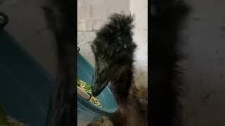 У каждого свой рацион. #карендаллакян #animal #shortvideo #funny