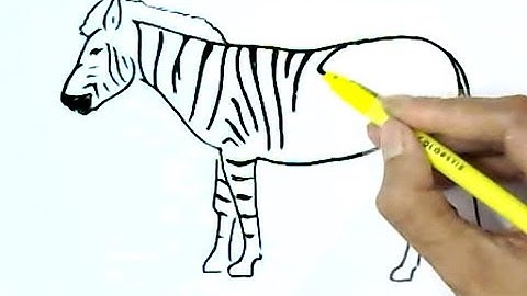 How to draw  a zebra  in easy steps, step by step for beginners
