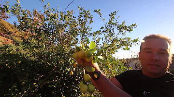 How big is a Mexican lime?