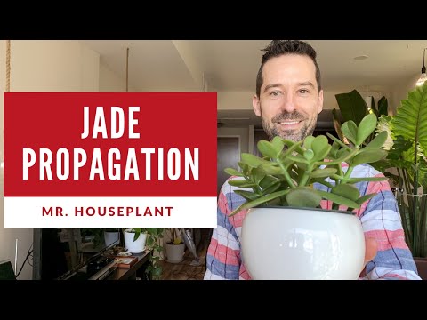 Jade Plant Propagation