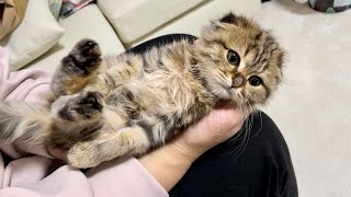 手のひらで何をしても動かなくなってしまう子猫が可愛すぎたw