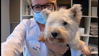 Grooming a West Highland White Terrier (Westi) / Infokarte lesen! #grooming