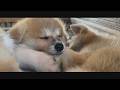 じいちゃんの秋田犬【大家族編】#50　目覚めの時