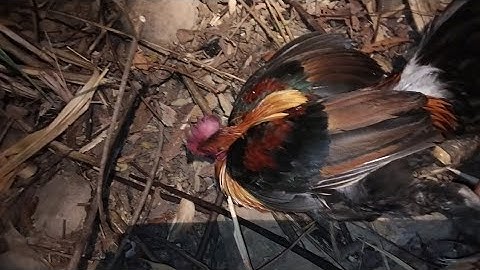 mus zov qaib qus tua tau ib tug noj qab heev