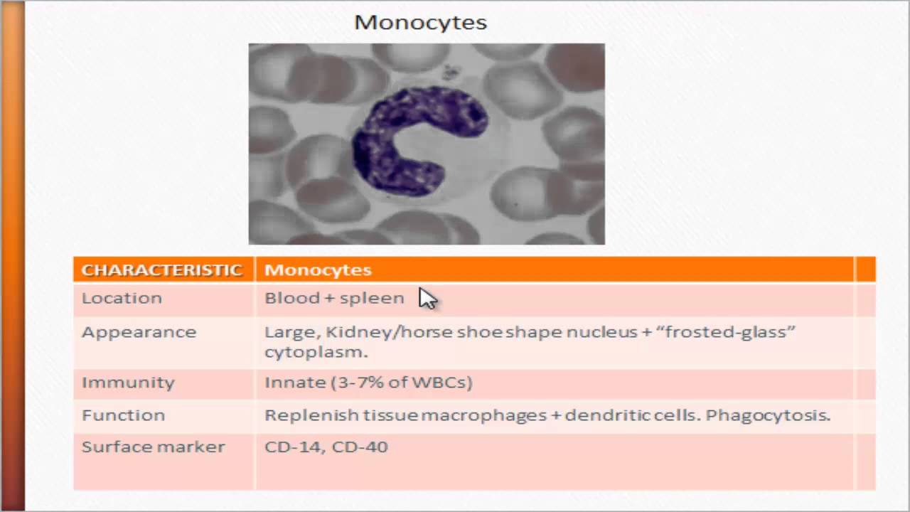USMLE Immunology Monocytes YouTube
