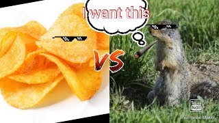 Gopher steal my chips! Animal funny moment
