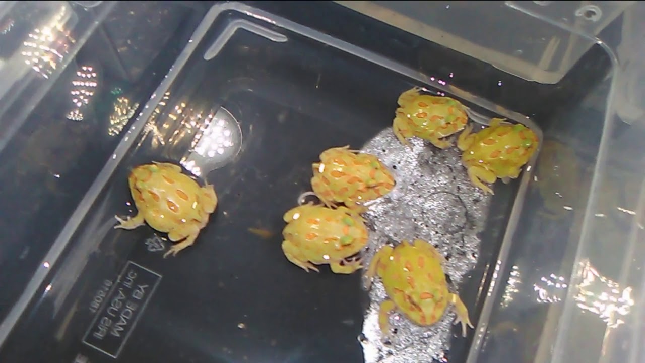 camera iphone 8 plus apk Orlando Repticon 2019