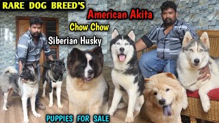 American Akita | Chow chow | Husky | GUARD DOGS | exotic dog breeds | puppy's for sale,Eagletwist